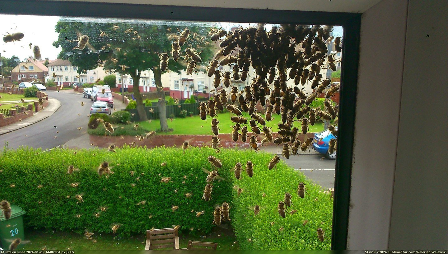 #Wtf #House #Swarmed #Street #Wasps [Wtf] My house and whole street is currently swarmed with wasps... 9 Pic. (Obraz z album My r/WTF favs))