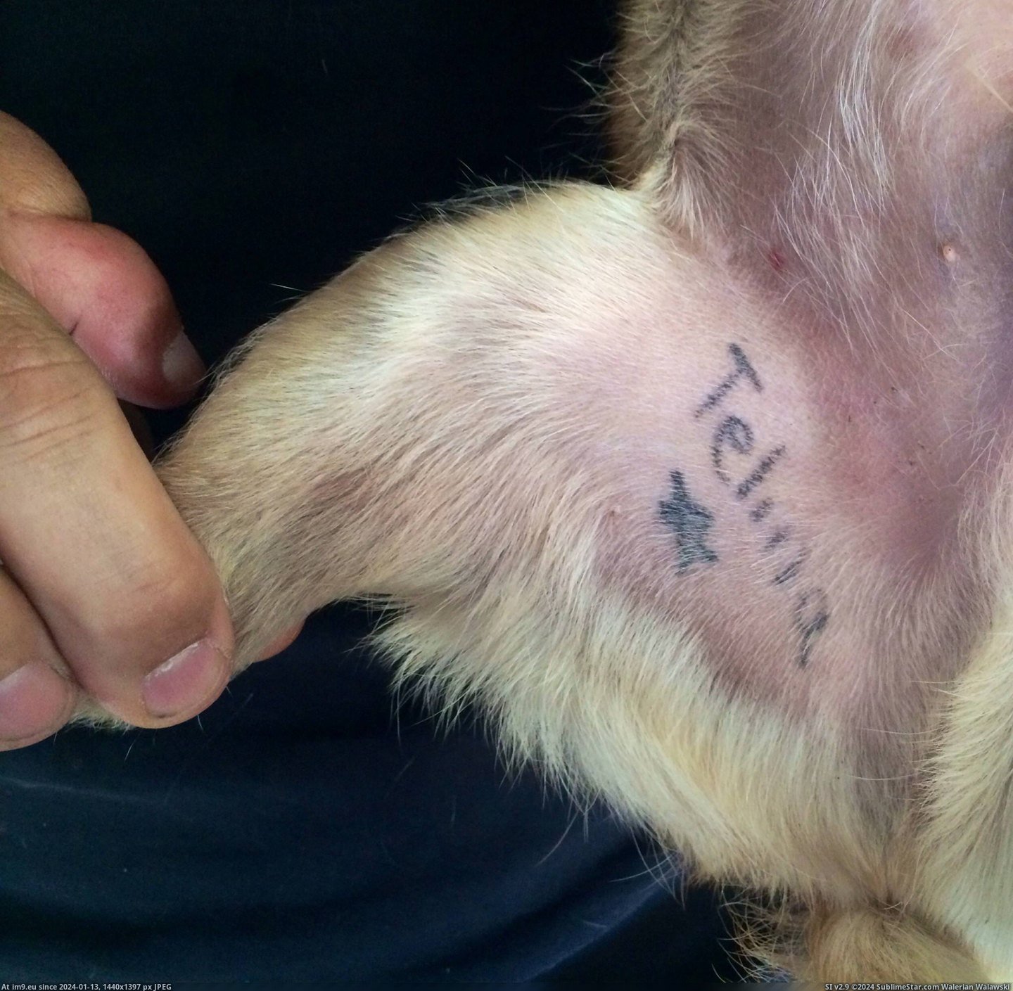 #Wtf #Tattoo #Parents #Adopted #Owner #Dog #Previous [Wtf] My parents adopted a dog. He has a tattoo from a previous owner. Pic. (Image of album My r/WTF favs))