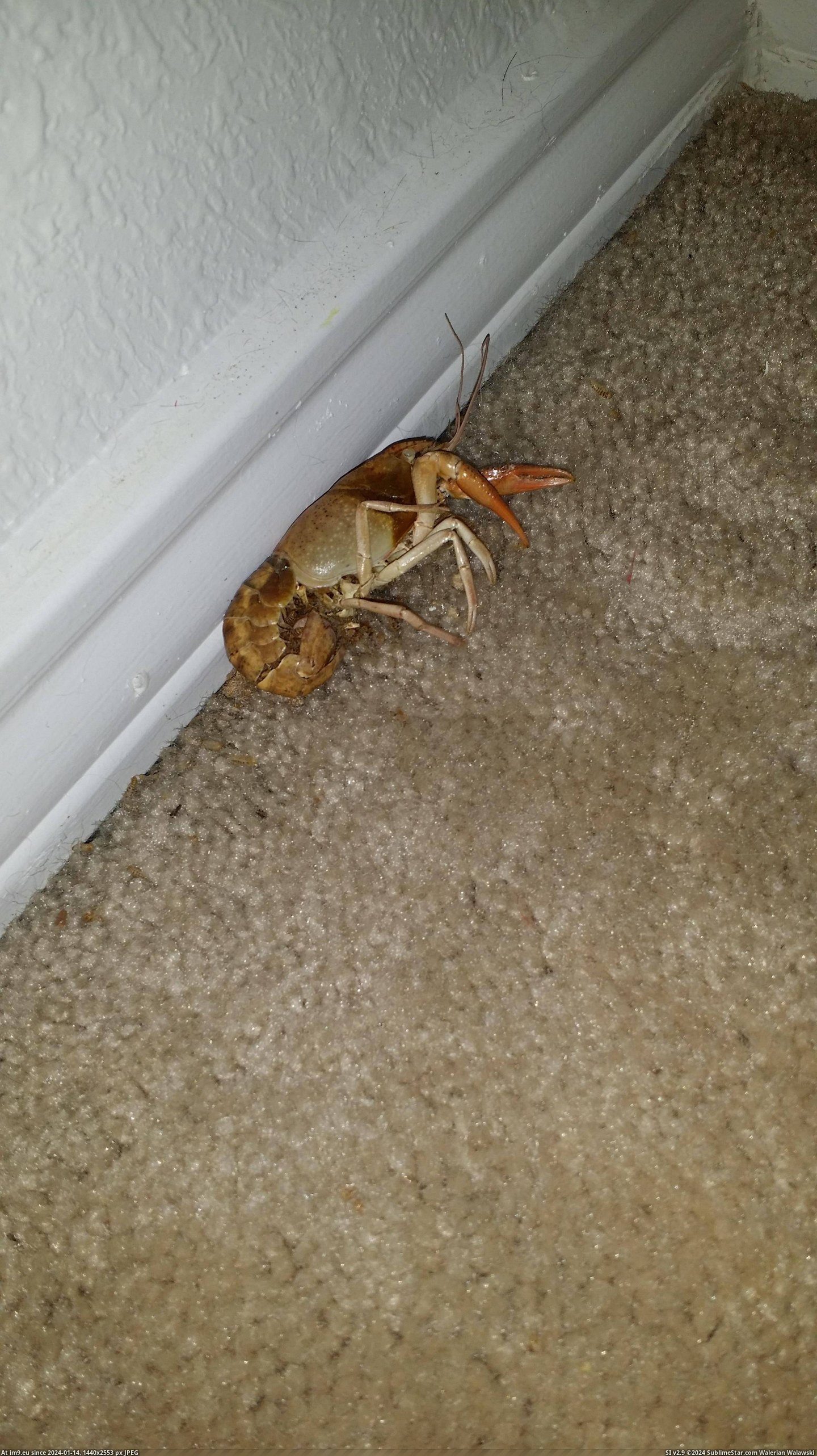 #Wtf #Years #Ago #Upstairs #Disappeared #Crayfish #Mysteriously #Fish #Cleaning #Tank [Wtf] Seven years ago, a crayfish mysteriously disappeared from my fish tank. Today, I found him while cleaning out an upstairs  Pic. (Bild von album My r/WTF favs))