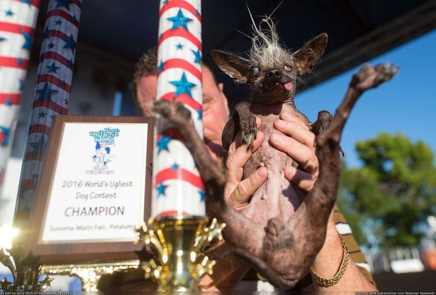 [Wtf] Sweepee Rambo, 2016 winner of 'The World's Ugliest Dog' contest (in My r/WTF favs)