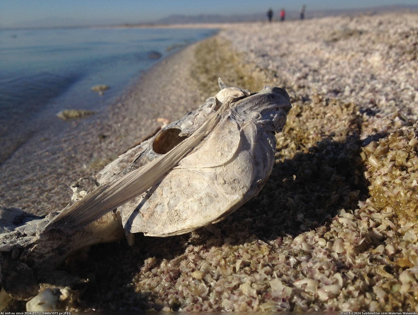 #Wtf #Sea #Fish #Shore #Millions #Salton #Increasing #Salinity #Killed #Wash #Beaches #Bones [Wtf] The increasing salinity of the Salton Sea has killed off millions of fish, their bones wash up on shore and make beaches.  Pic. (Image of album My r/WTF favs))