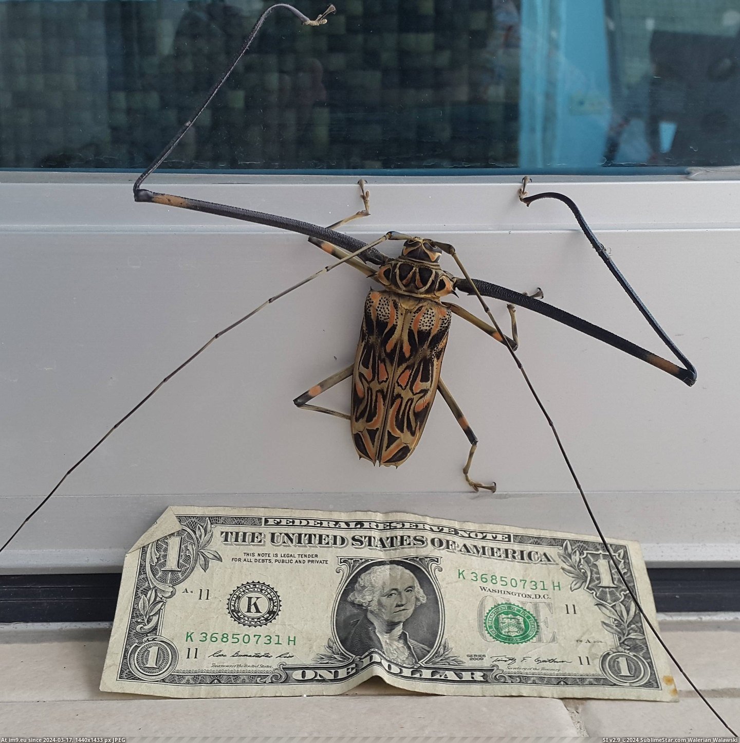 #Wtf #Weekend #Nightmares #Showed #Balcony [Wtf] The thing from my nightmares showed up on my balcony this weekend. 1 Pic. (Image of album My r/WTF favs))