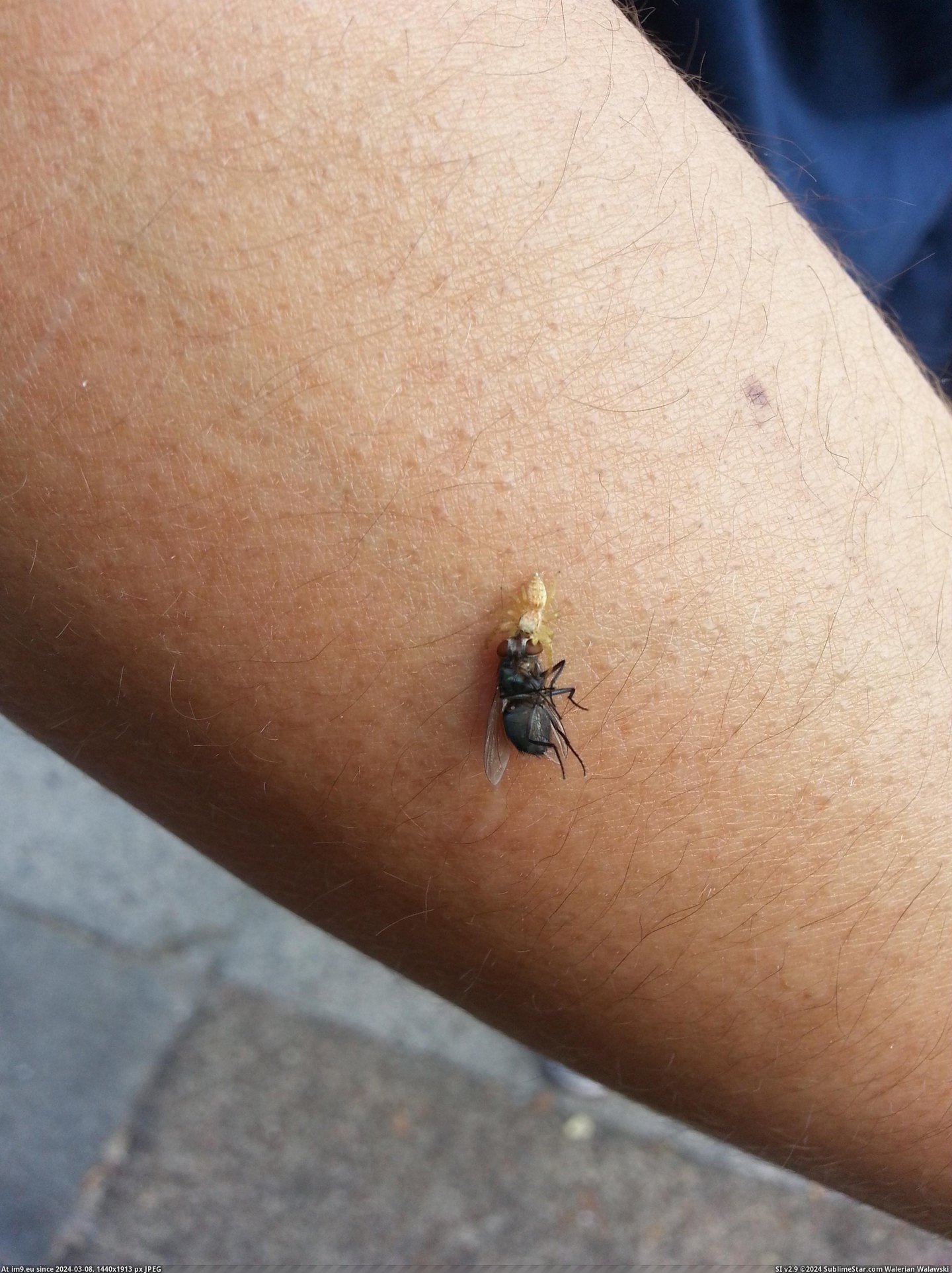 #Wtf #Arm #Landed #Killing #Spider #Fly [Wtf] This fly landed on my arm with a spider killing it Pic. (Image of album My r/WTF favs))