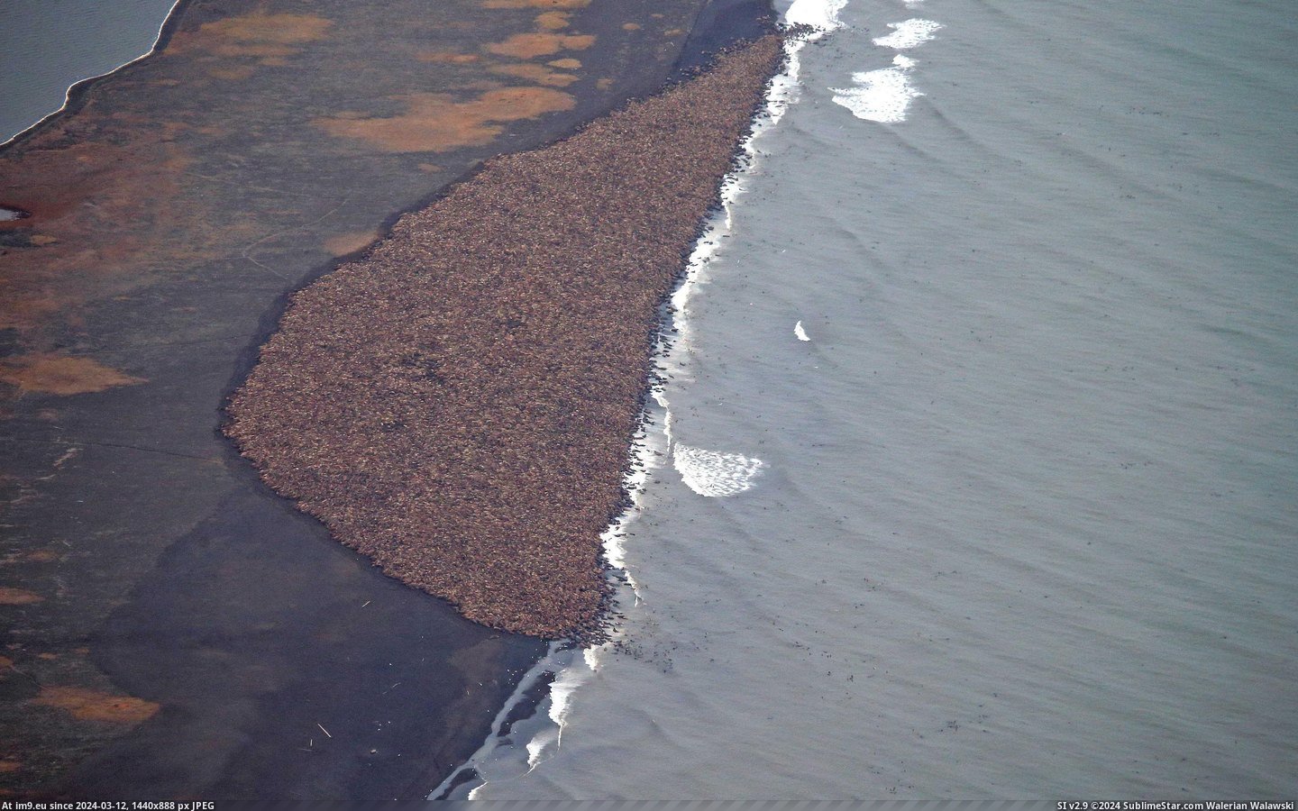 #Wtf #Alaska #Appeared #Walruses #Coast #Suddenly [Wtf] This is 35,000 Walruses who suddenly all appeared on a coast in Alaska Pic. (Изображение из альбом My r/WTF favs))