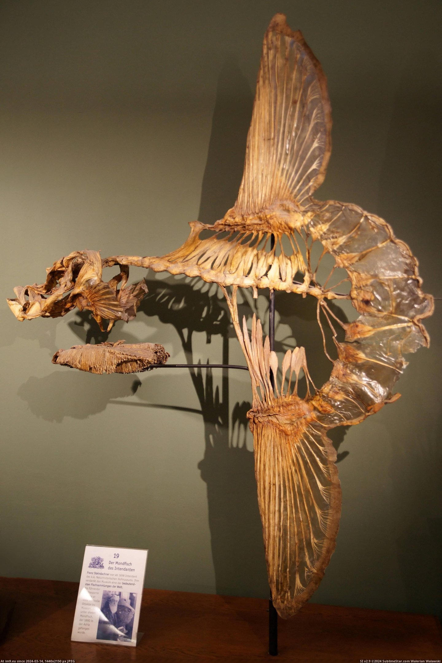 #Wtf #Ocean #Tail #Fully #Adults #Sunfish #Mola #Pounds #Grown #Reach #Skeleton [Wtf] This is the skeleton of a Mola Mola, or ocean sunfish. Fully grown adults can reach over 5000 pounds, and have no tail. Th Pic. (Image of album My r/WTF favs))