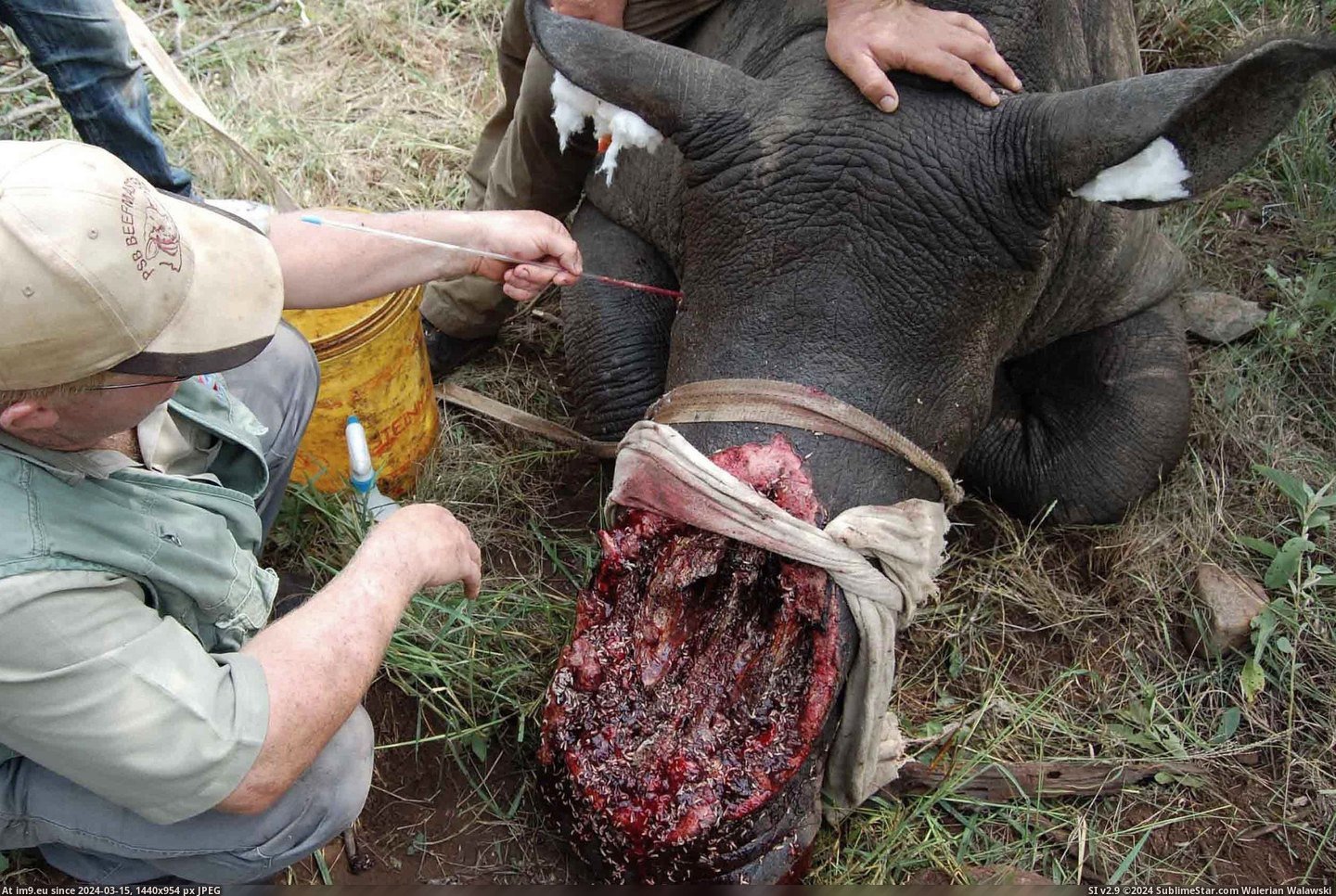 #Wtf #Poachers #Rhino [Wtf] This is what rhino poachers do Pic. (Image of album My r/WTF favs))