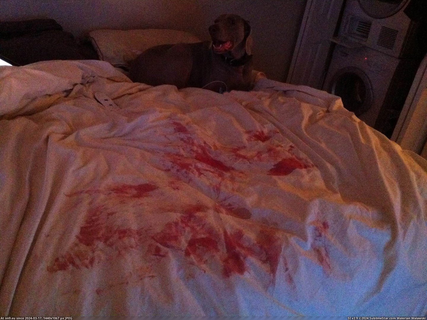 #Wtf #Small #Dog #Walked #Bone #Discover #Gums #Had #Cut #Bedroom [Wtf] Walked into the bedroom to discover my dog had a small cut on his gums from a bone. Pic. (Bild von album My r/WTF favs))