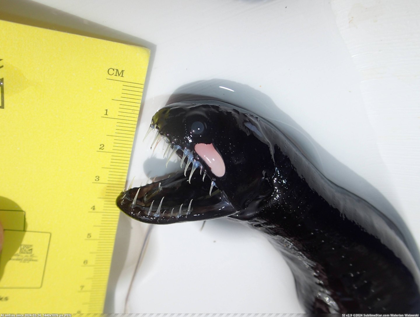 #Wtf #Sperm #Deep #Creature #Dived #Sea #Whale #Floating [Wtf] We found this deep sea creature floating near to where a sperm whale dived! 3 Pic. (Image of album My r/WTF favs))