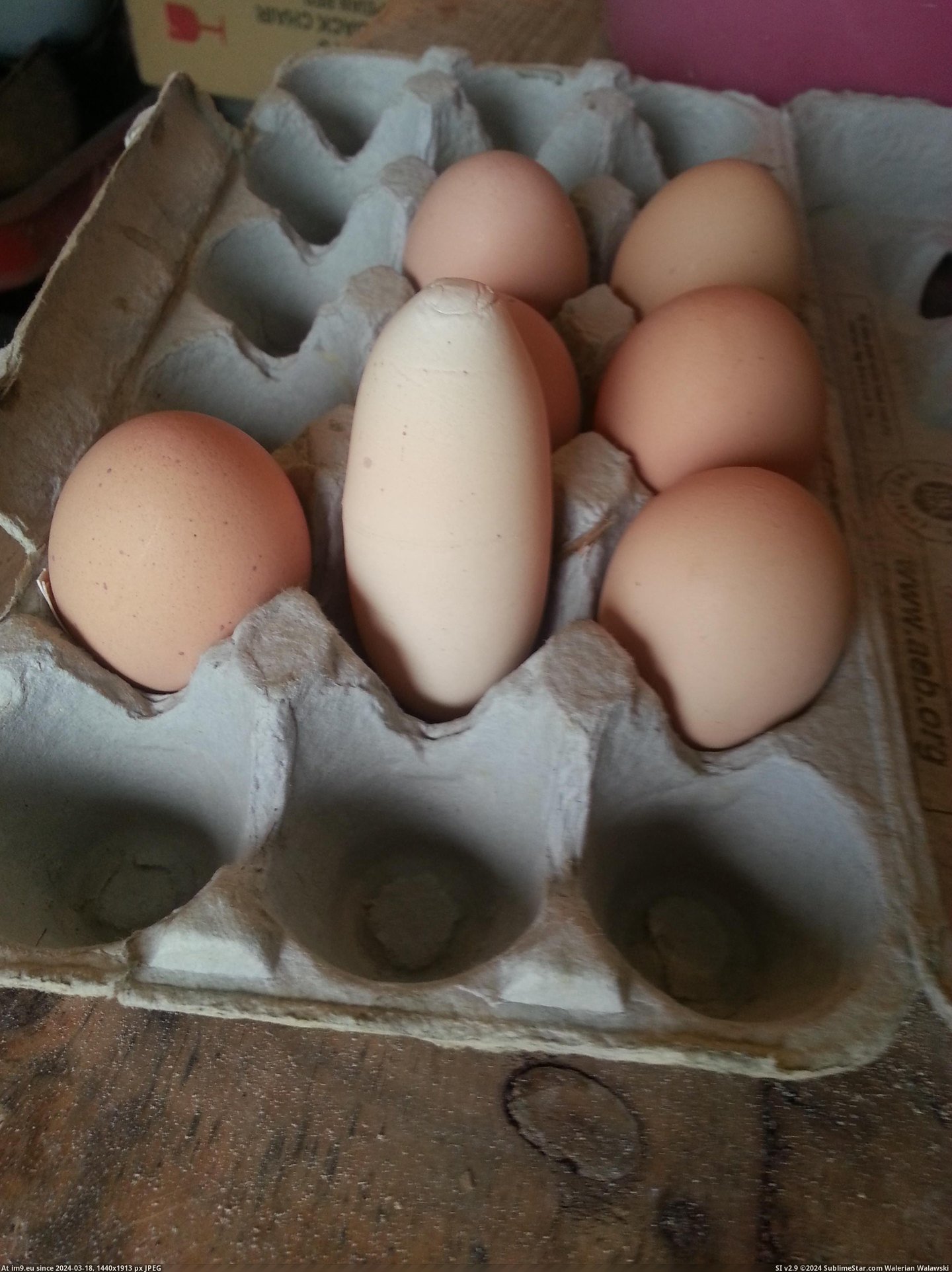 #Wtf #One #Laid #Ducks #Chickens #Egg #Raise [Wtf] We raise chickens and ducks. One of the chickens laid this egg today. Pic. (Image of album My r/WTF favs))
