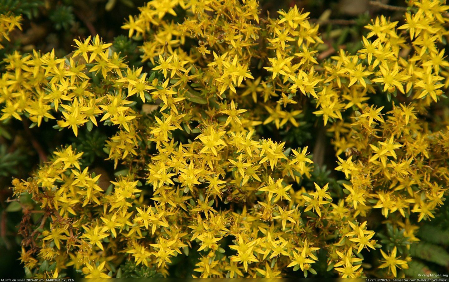 Yellow Flowers (in 1920x1200 wallpapers HD)