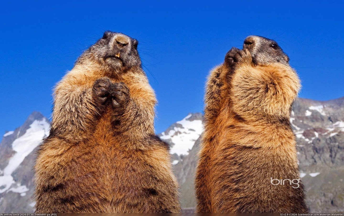 Alpine marmots in Grossglockner, Austria (© Westend - Superstock) (in Best photos of February 2013)