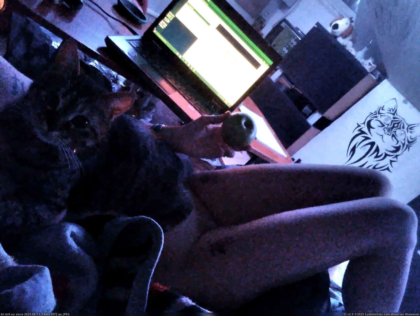 #Porn #Tits #Pussy #Nudes #Bulgarian #Chochanova #Apple #Cats #Selfies #Valentina #Tattoos apple2_sh Pic. (Изображение из альбом Valentina nude selfies with cats))