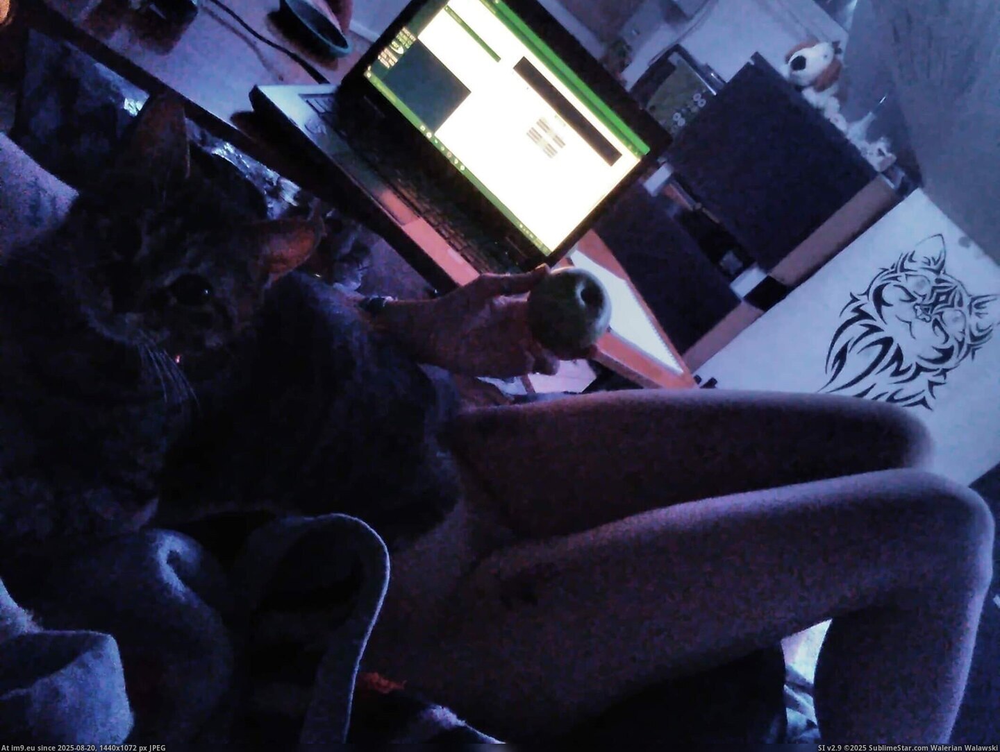 #Porn #Tits #Pussy #Amateur #Valentina #Bulgarian #Chochanova #Apple #Nudes #Small #Cat #Selfies apple2 Pic. (Image of album Valentina nude selfies with cats))