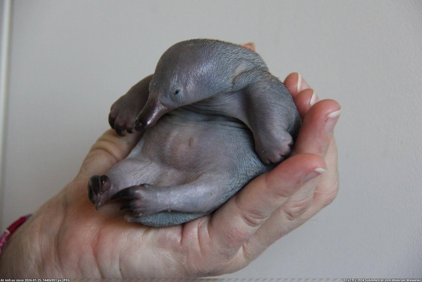 #Day #Old #Echidna #Named #Beau [Aww] A 40 day old Echidna named Beau Pic. (Obraz z album My r/AWW favs))