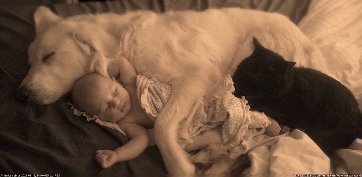 #High #Cat #Dog #Win #Score #Baby #Internet #Sleeping [Aww] A sleeping baby, dog, and cat. I think I win the internet high score. Pic. (Image of album My r/AWW favs))