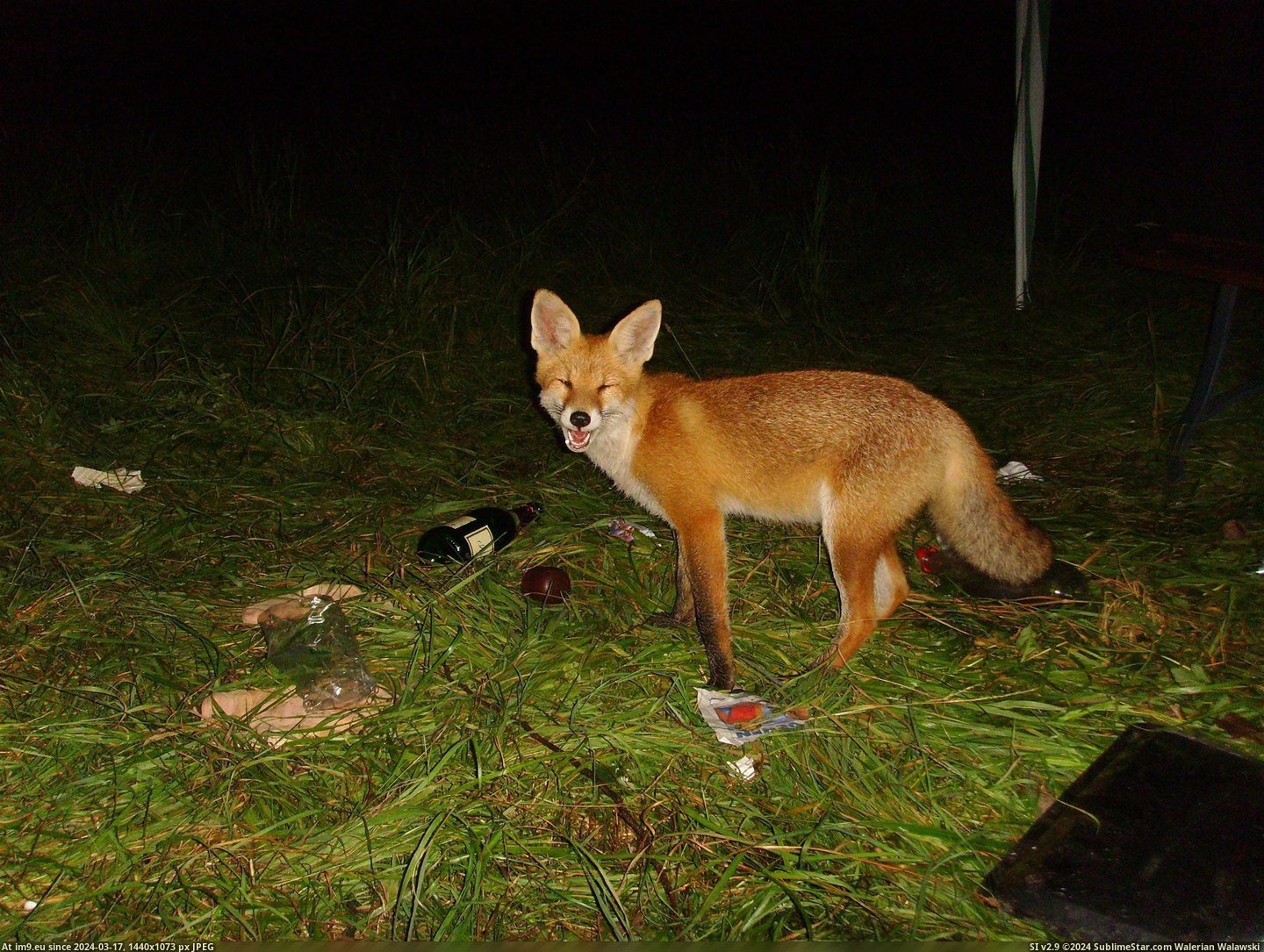 #Happy #Night #Long #Appears #Campfire #Partying #Fox #Hanging #Suddenly [Aww] After a long night of partying, hanging around the campfire, when suddenly Happy Fox appears. Pic. (Obraz z album My r/AWW favs))