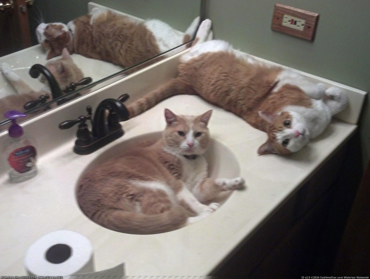 #Time #Any #Spare #Bathroom [Aww] Any time someone goes in the spare bathroom Pic. (Изображение из альбом My r/AWW favs))