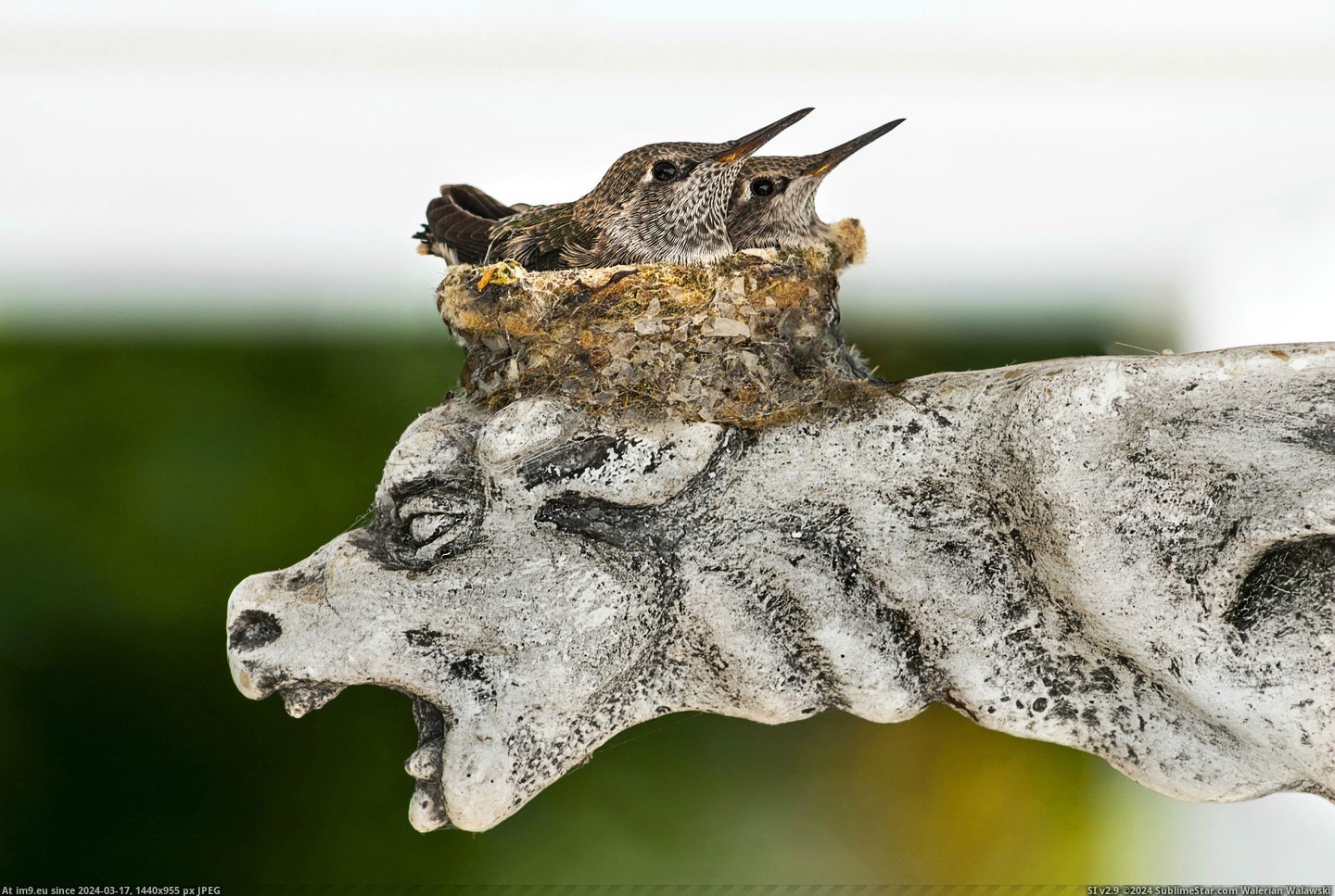 #Baby #Wait #Gargoyle #Hummingbirds #Mama #Atop [Aww] Baby hummingbirds wait for mama atop gargoyle. Pic. (Obraz z album My r/AWW favs))