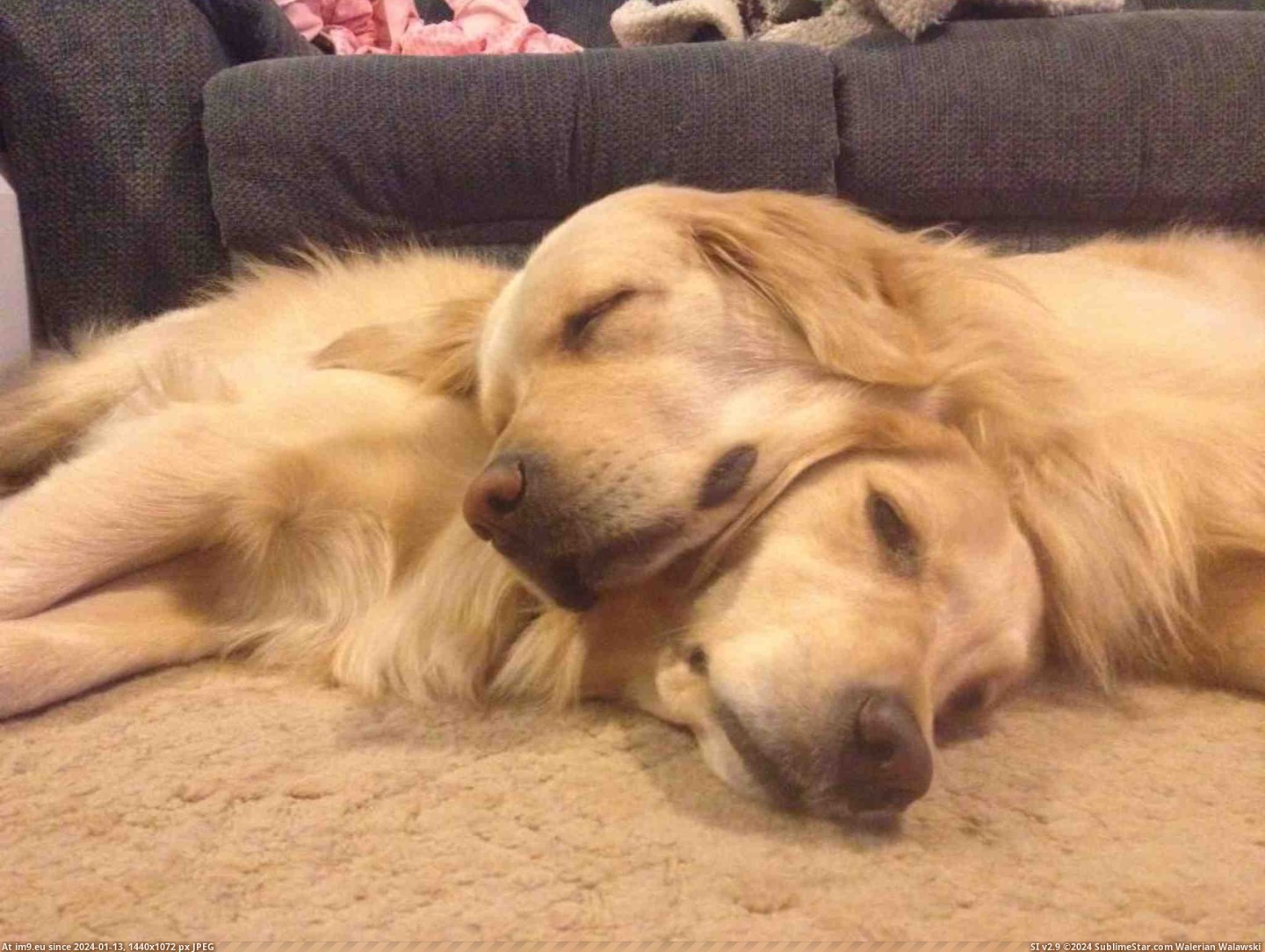  #Pillow  [Aww] Best Pillow EVER Pic. (Image of album My r/AWW favs))