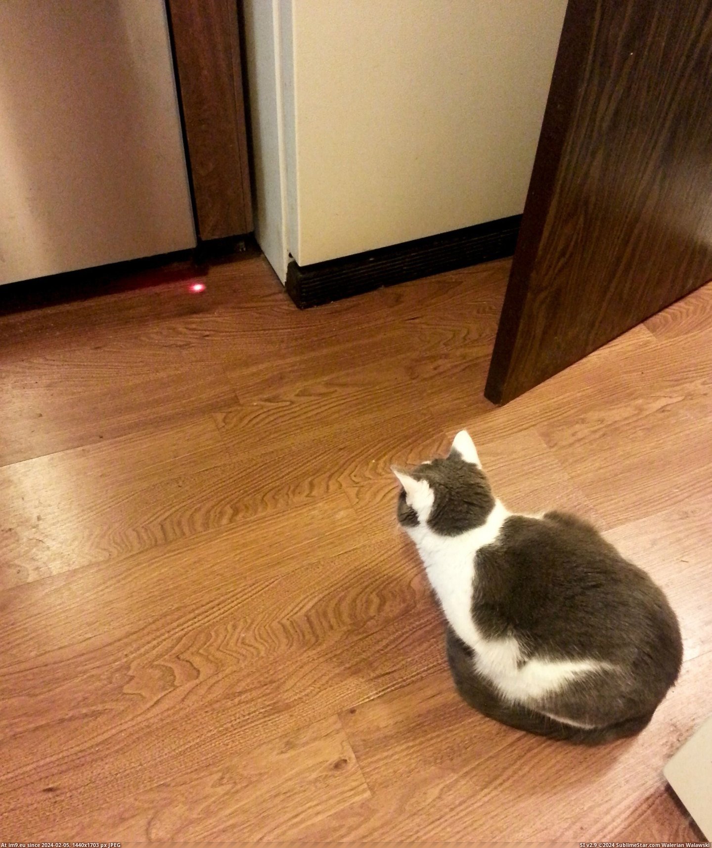 #Cat #Red #Working #Waits #Dishwasher #Yet #Dot #Moves [Aww] Dishwasher has red dot to indicate it's working, my cat waits.....and waits....and waits, yet it never moves. Pic. (Image of album My r/AWW favs))