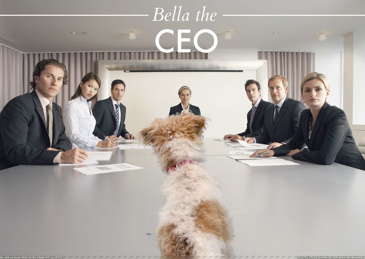 #For #Year #Dog #Calendar #Bella #Workplace #Christmas #Family #Called [Aww] Every Christmas I make a calendar of my dog for my family. This year's calendar is called 'Bella in the Workplace 2014'. I Pic. (Obraz z album My r/AWW favs))