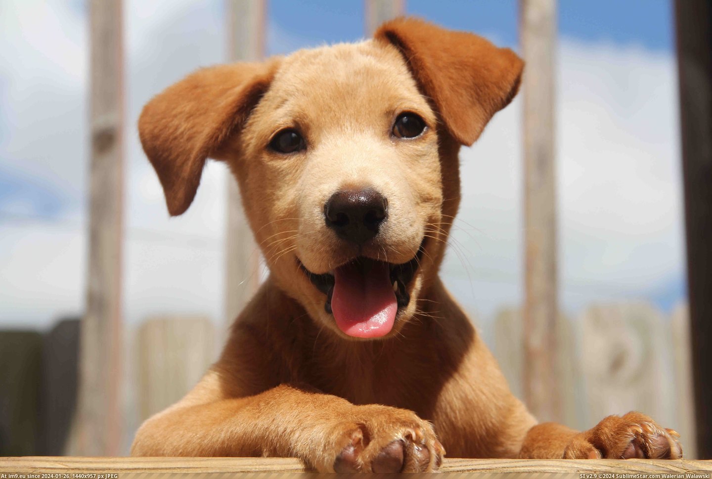 #Cute #Wallpaper #Happy #Dog #Pup #Extremely #Photogenic #Sweet #Smile #Puppy #Highres [Aww] Extremely photogenic puppy:) Pic. (Bild von album My r/AWW favs))
