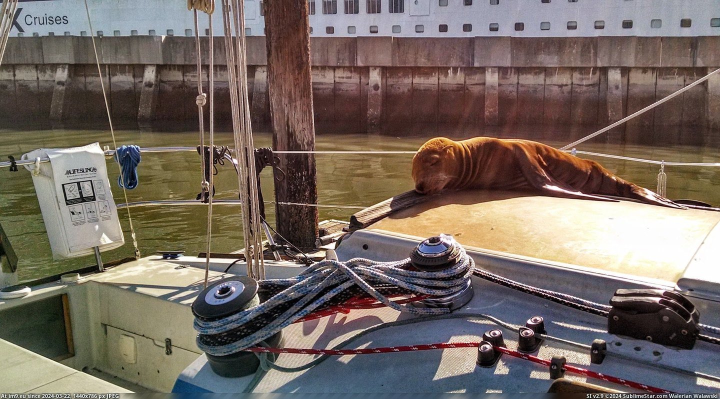 #Morning #Boat #Aboard #Unexpected #Guest [Aww] Found an unexpected guest aboard my boat this morning! Pic. (Image of album My r/AWW favs))