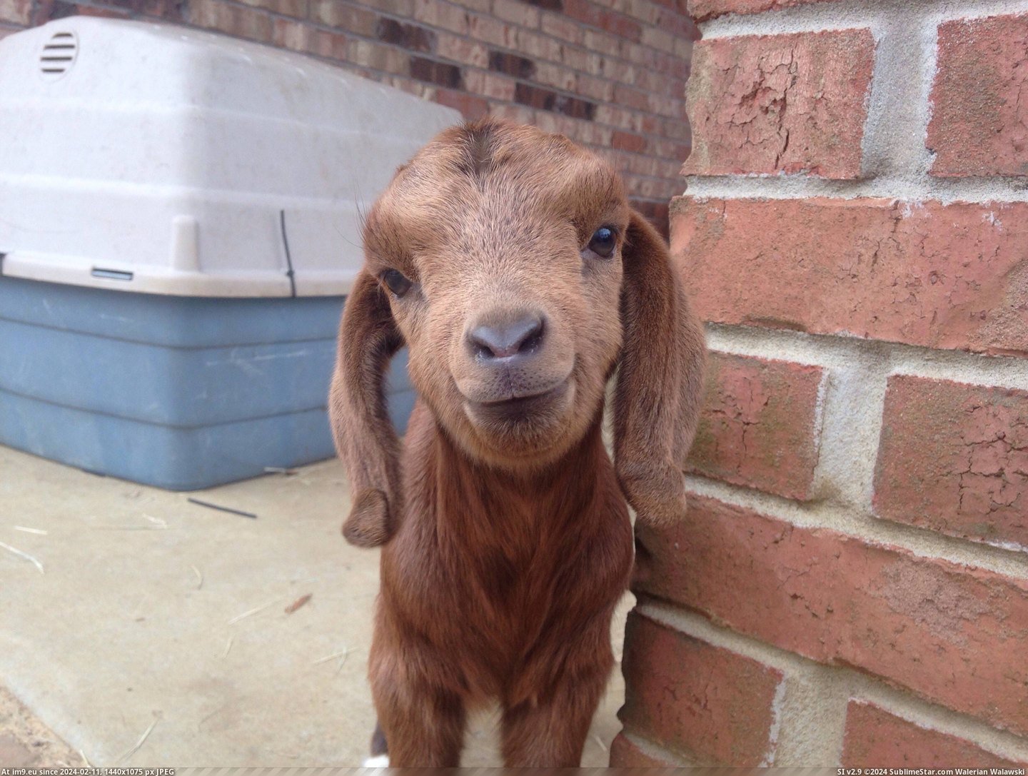 #Old #Fresh #Goat #Weeks [Aww] Fresh Goat, less than 2 weeks old Pic. (Obraz z album My r/AWW favs))