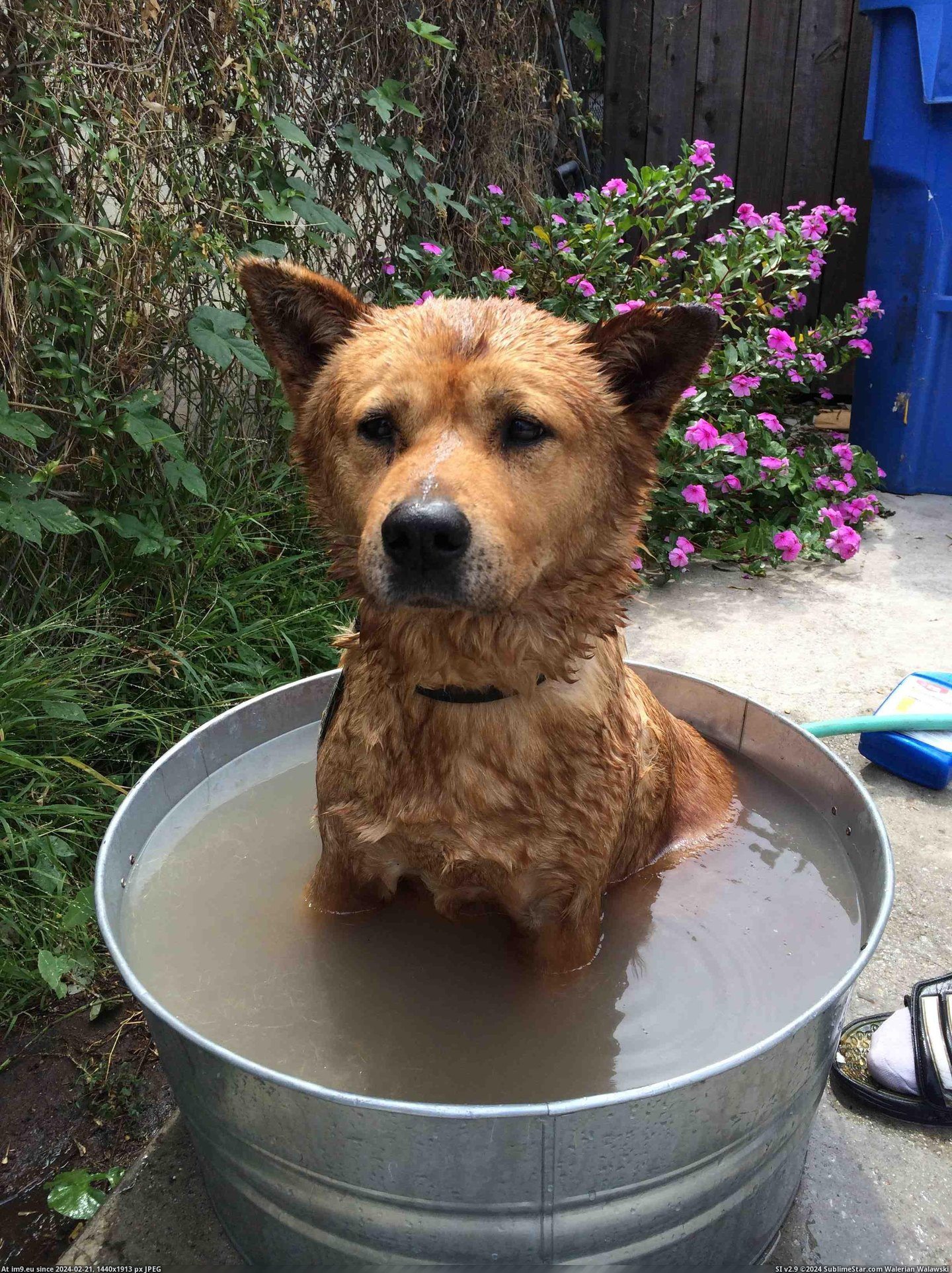 #End #Hates #Quicker #Stays #Washed [Aww] He hates getting washed but he knows if he stays still it'll end quicker Pic. (Bild von album My r/AWW favs))