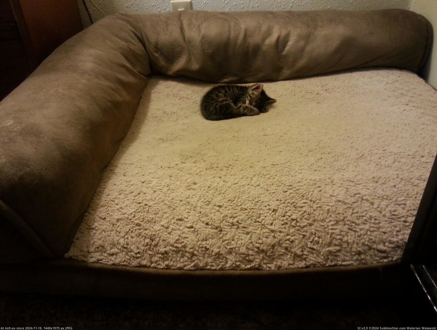 #Bed  #Insisted [Aww] He insisted on the XL bed. Pic. (Image of album My r/AWW favs))