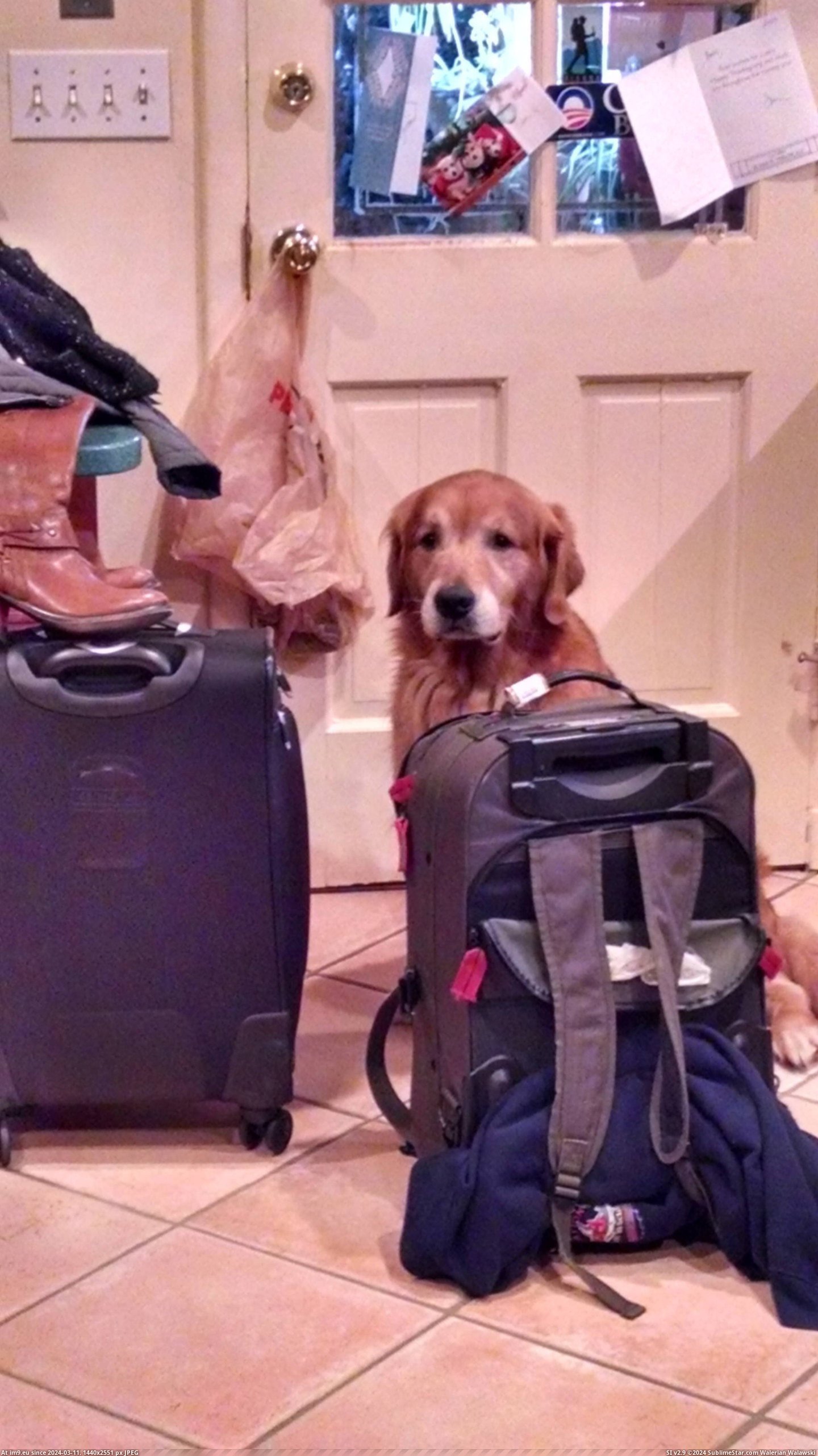#Was #Coming #Thought [Aww] He thought he was coming with us. Pic. (Bild von album My r/AWW favs))