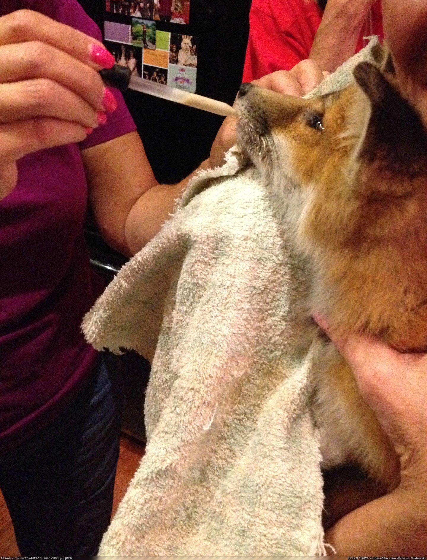 #Baby #Fox #Met [Aww] I met a baby fox yesterday! 1 Pic. (Obraz z album My r/AWW favs))
