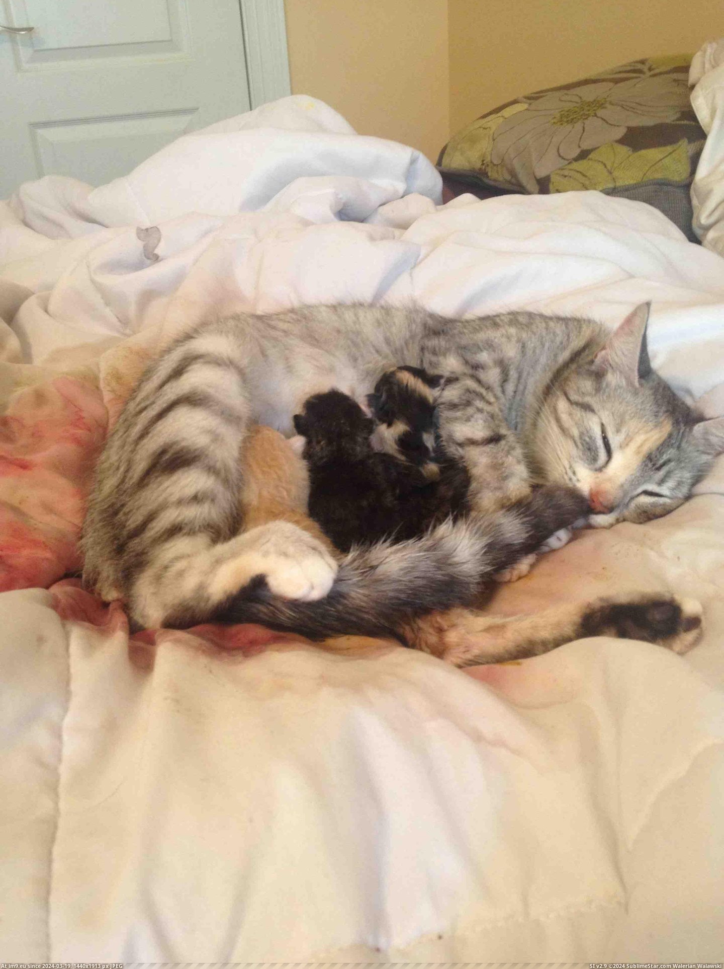 #You #Cat #Bed #She #Wake #Babies #Joking #Can #Had #Find #Guess [Aww] I've been joking that I will wake up and find my cat had her babies in bed with me. I'm sure you can guess where she had h Pic. (Изображение из альбом My r/AWW favs))