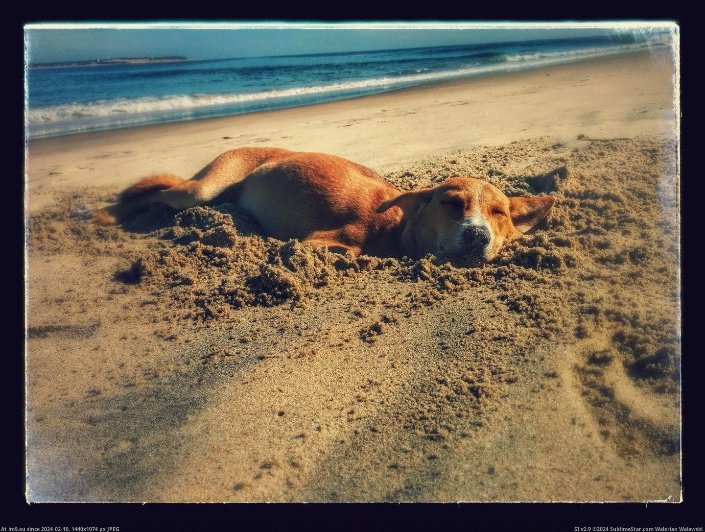 [Aww] I visited Sri-Lanka recently, while sitting on the beach this guy came and dug a hole next to us, got in and went to sleep (in My r/AWW favs)