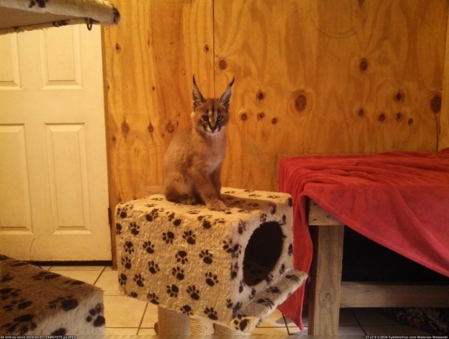 #For #Kitten #Caracal #Naja #Meet #Place [Aww] Is this the right place for a caracal kitten? Meet Naja. Pic. (Image of album My r/AWW favs))