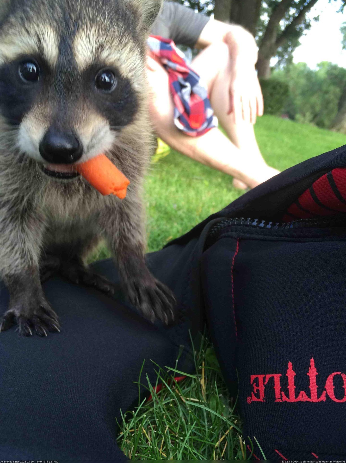 #Picture #Baby #Decided #Tamed #Landowner #Feed #Coon #Carrot [Aww] landowner has a baby coon that he tamed. I decided to feed him a carrot and this is the picture I got Pic. (Bild von album My r/AWW favs))