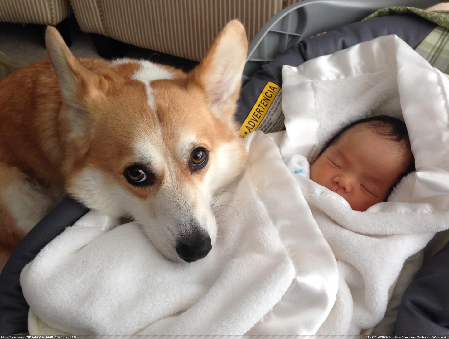 #Was #New #Ago #But #How #Daughter #Weeks #Born [Aww] My daughter was born three weeks ago. I worried about how my corgi would react but he's treating her like his new BFF... 1 Pic. (Изображение из альбом My r/AWW favs))