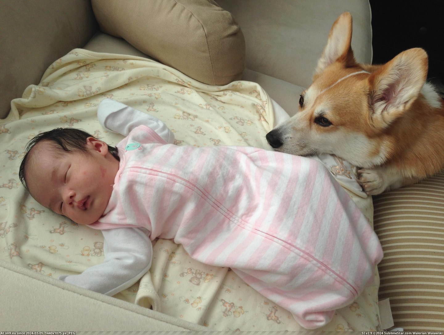 #Was #New #Ago #But #How #Daughter #Weeks #Born [Aww] My daughter was born three weeks ago. I worried about how my corgi would react but he's treating her like his new BFF... 3 Pic. (Bild von album My r/AWW favs))