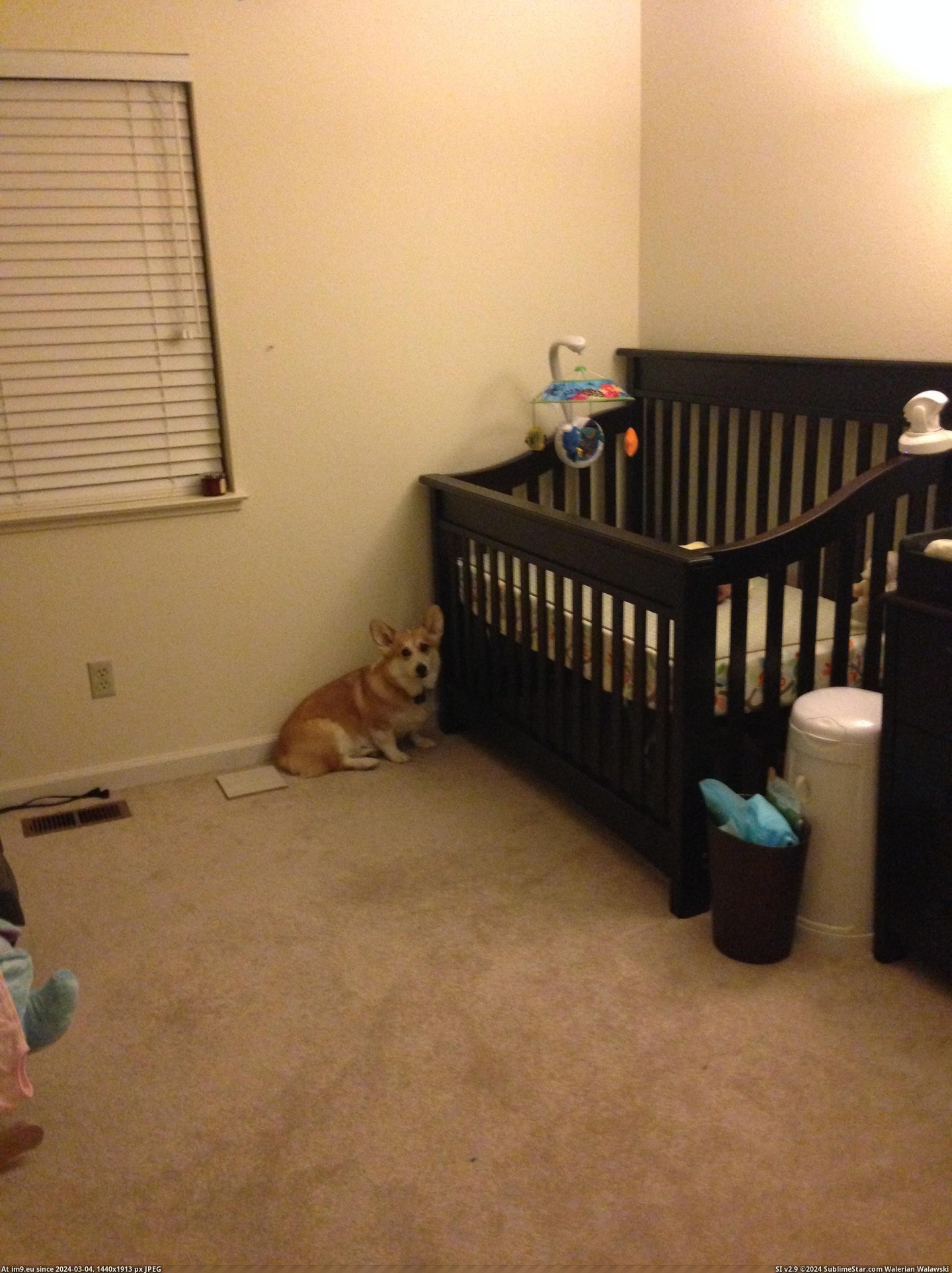 #Was #New #Ago #But #How #Daughter #Weeks #Born [Aww] My daughter was born three weeks ago. I worried about how my corgi would react but he's treating her like his new BFF... 5 Pic. (Image of album My r/AWW favs))