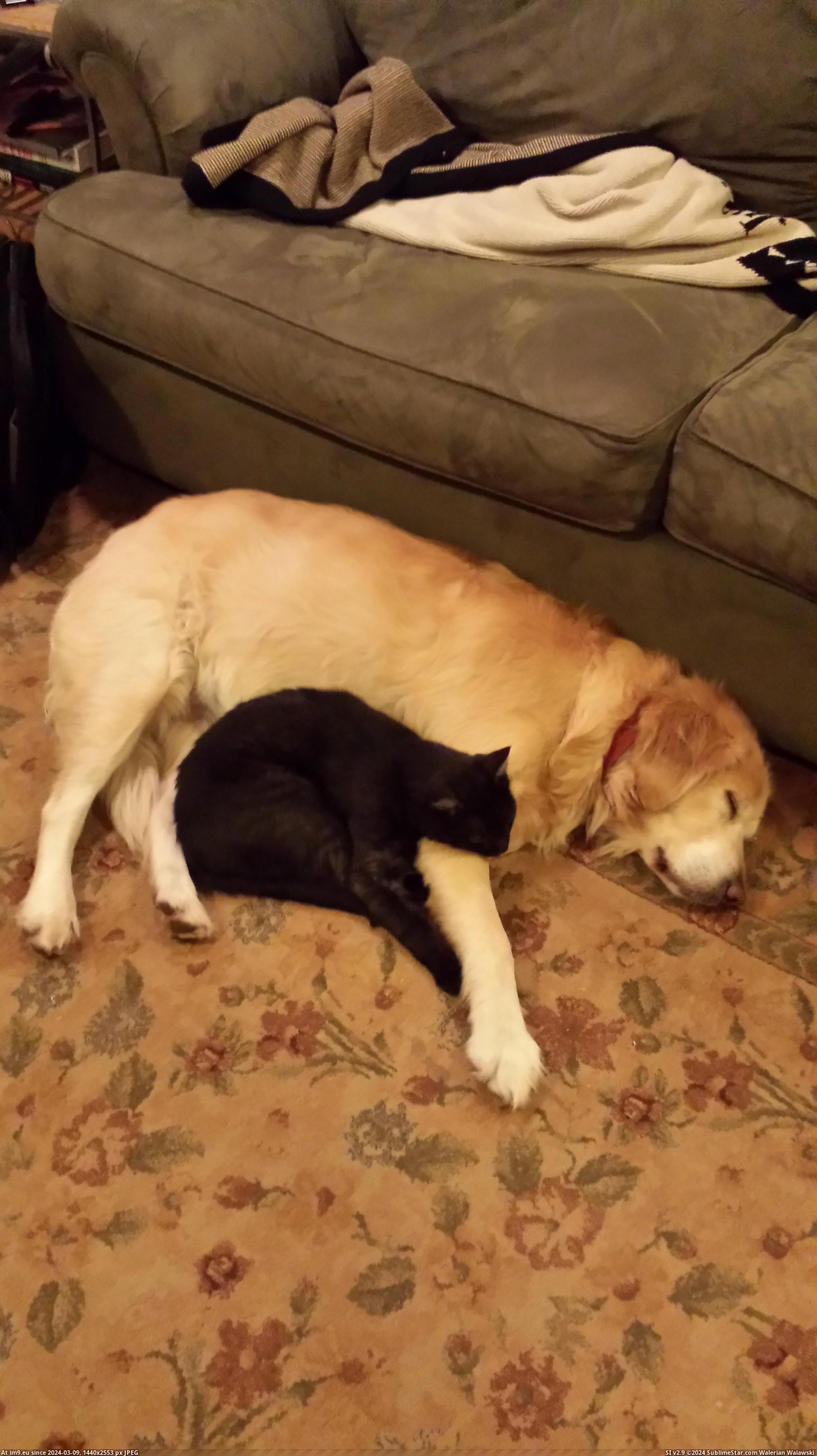 #Cat #Sleep #Dog [Aww] My dog and cat sleep together Pic. (Image of album My r/AWW favs))