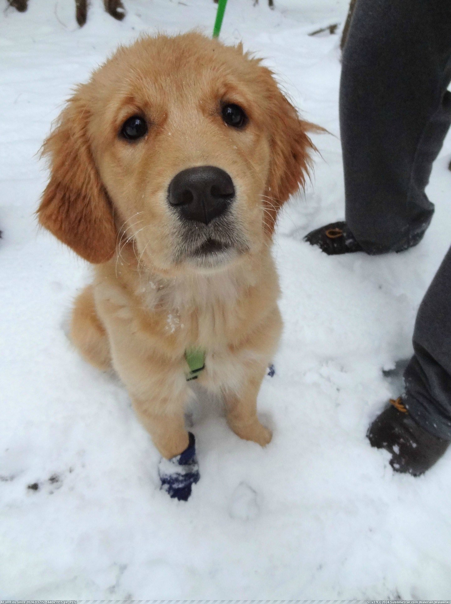 #One #Old #Eyes #Golden #Month #Walk #Booties #Our #Snow #Lost [Aww] My four-month-old Golden lost one of her booties on our walk in the snow. Those eyes! Pic. (Image of album My r/AWW favs))