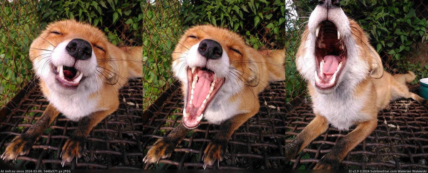 #Friend #Pet #Fox [Aww] My friend has a pet fox Pic. (Изображение из альбом My r/AWW favs))