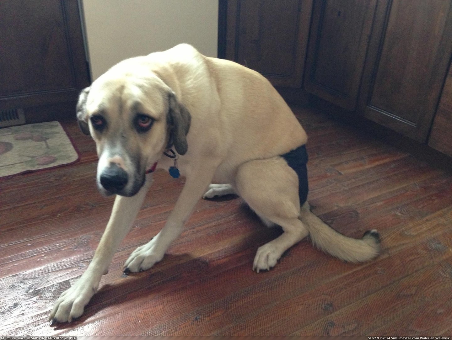 #Friend #Dog #Animal #Diaper #Saddest #Wear #Any #Poor [Aww] My friend's dog has to wear a diaper and it's the saddest I've seen any animal.. Pic. (Bild von album My r/AWW favs))