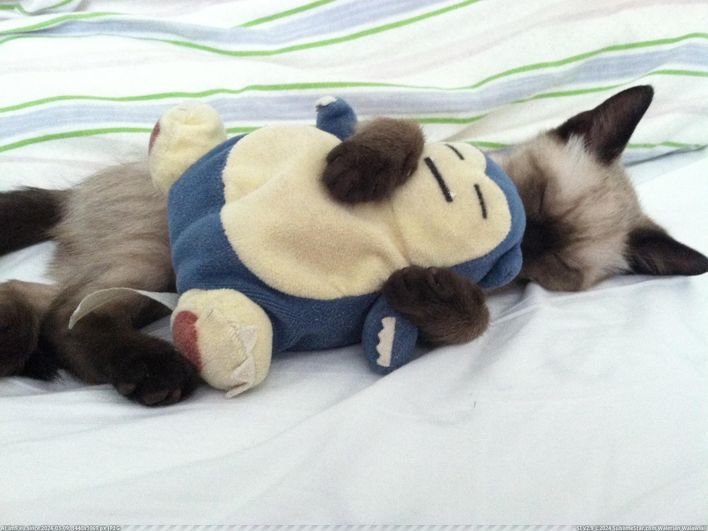 #Favorite #Snorlax #Kitty [Aww] My kitty with his favorite Snorlax Pic. (Image of album My r/AWW favs))