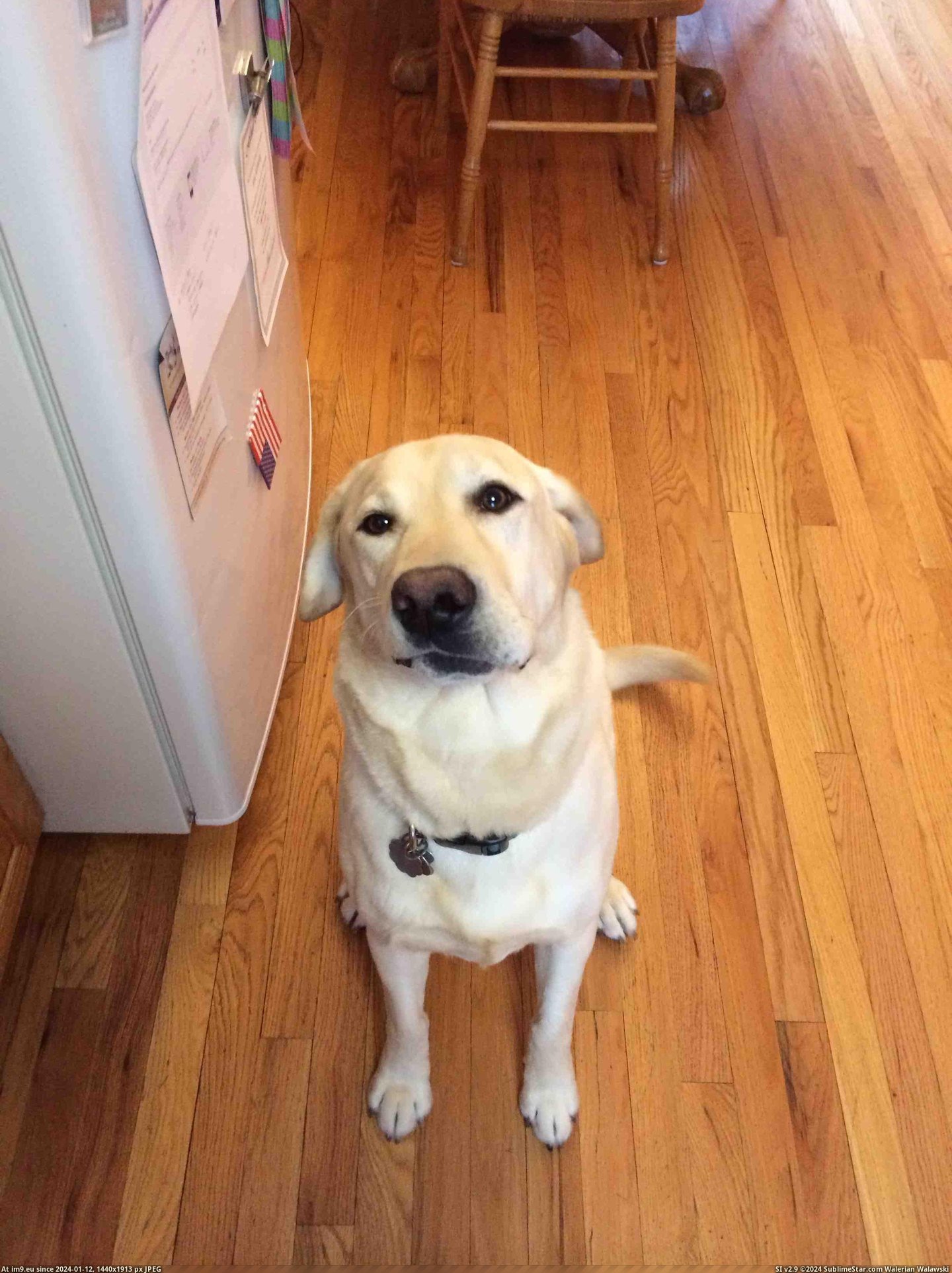 #Was #Face #Blue #Lab #Crooked #Feeling #Born #Yellow [Aww] My yellow lab was born with a crooked face. Seeing it when I'm feeling blue makes my days 100x better Pic. (Obraz z album My r/AWW favs))