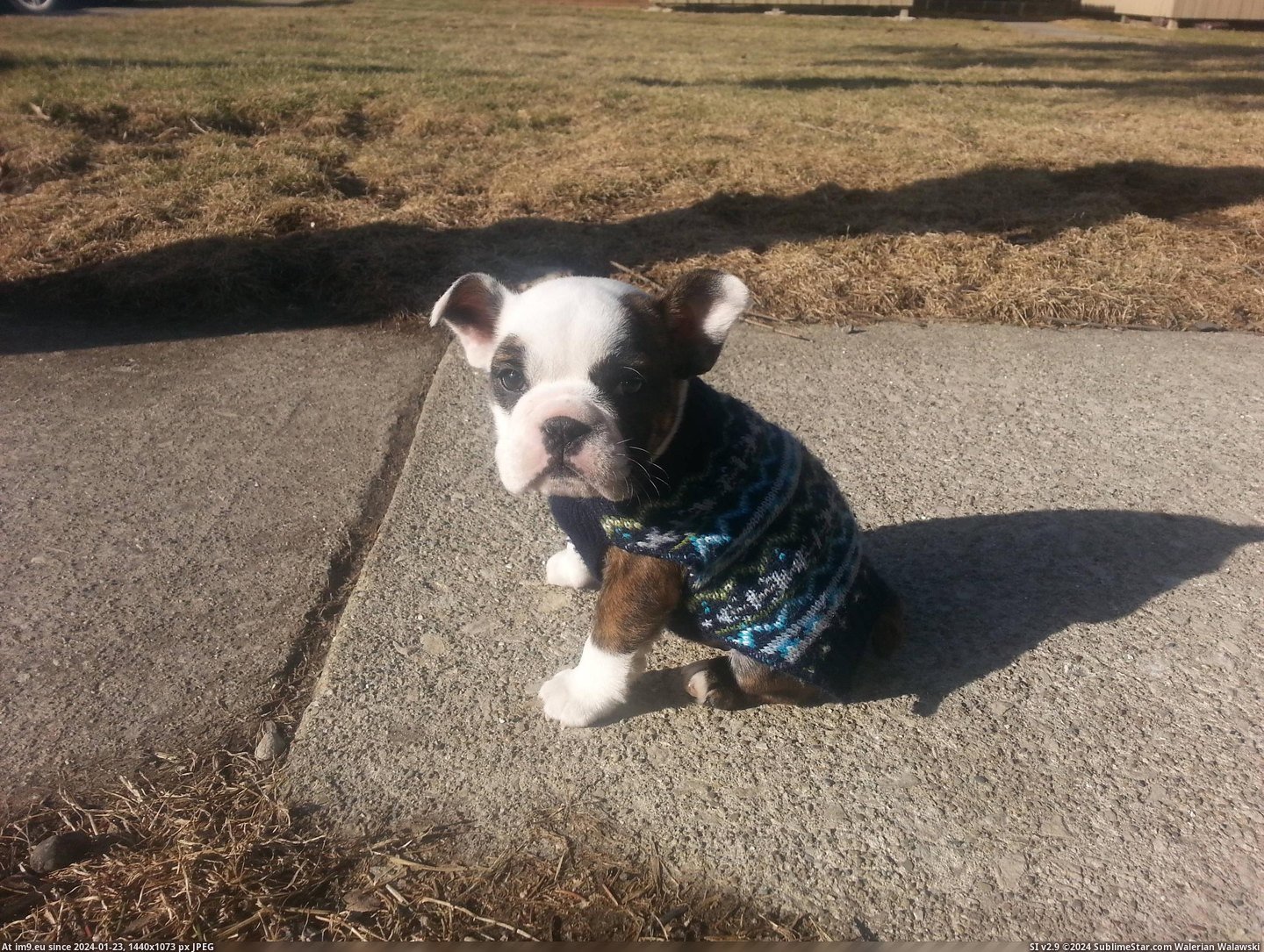 #Puppy  #Neighbor [Aww] Neighbor got a new puppy today. Pic. (Bild von album My r/AWW favs))