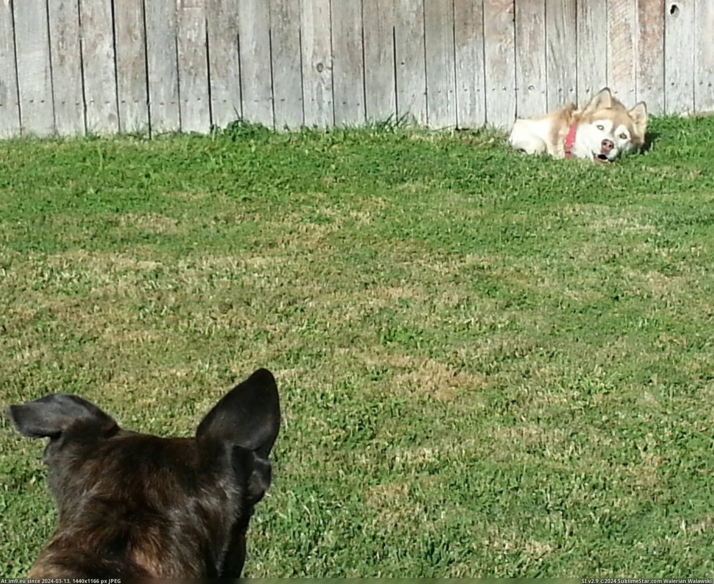 #True #Stop #Doggie #Friendship #Stinkin #Edition #Fence [Aww] No stinkin fence will stop true friendship - doggie edition Pic. (Obraz z album My r/AWW favs))