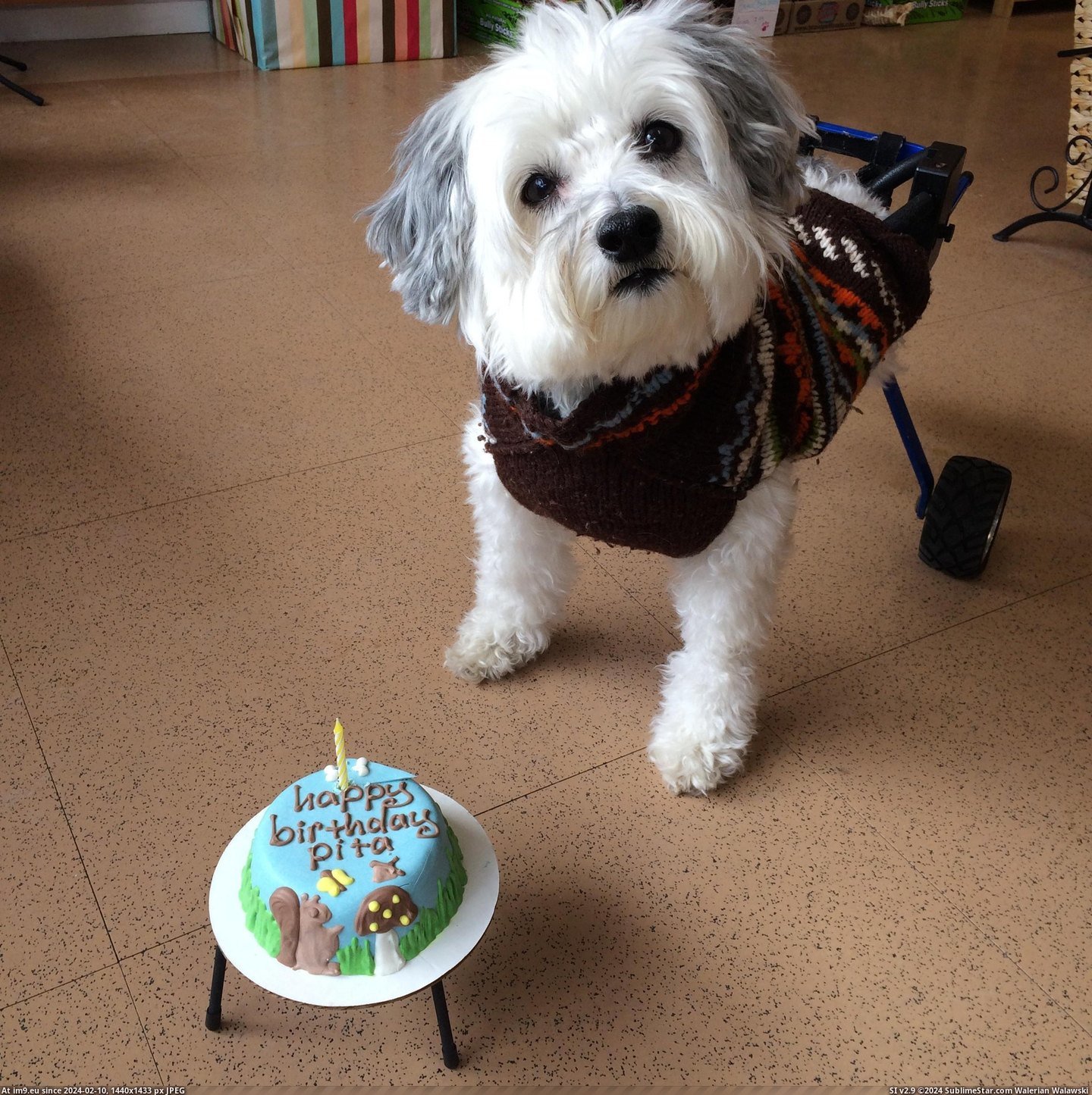 [Aww] Pita turned 11 today and he has been using his wheels for 10 years now (in My r/AWW favs)