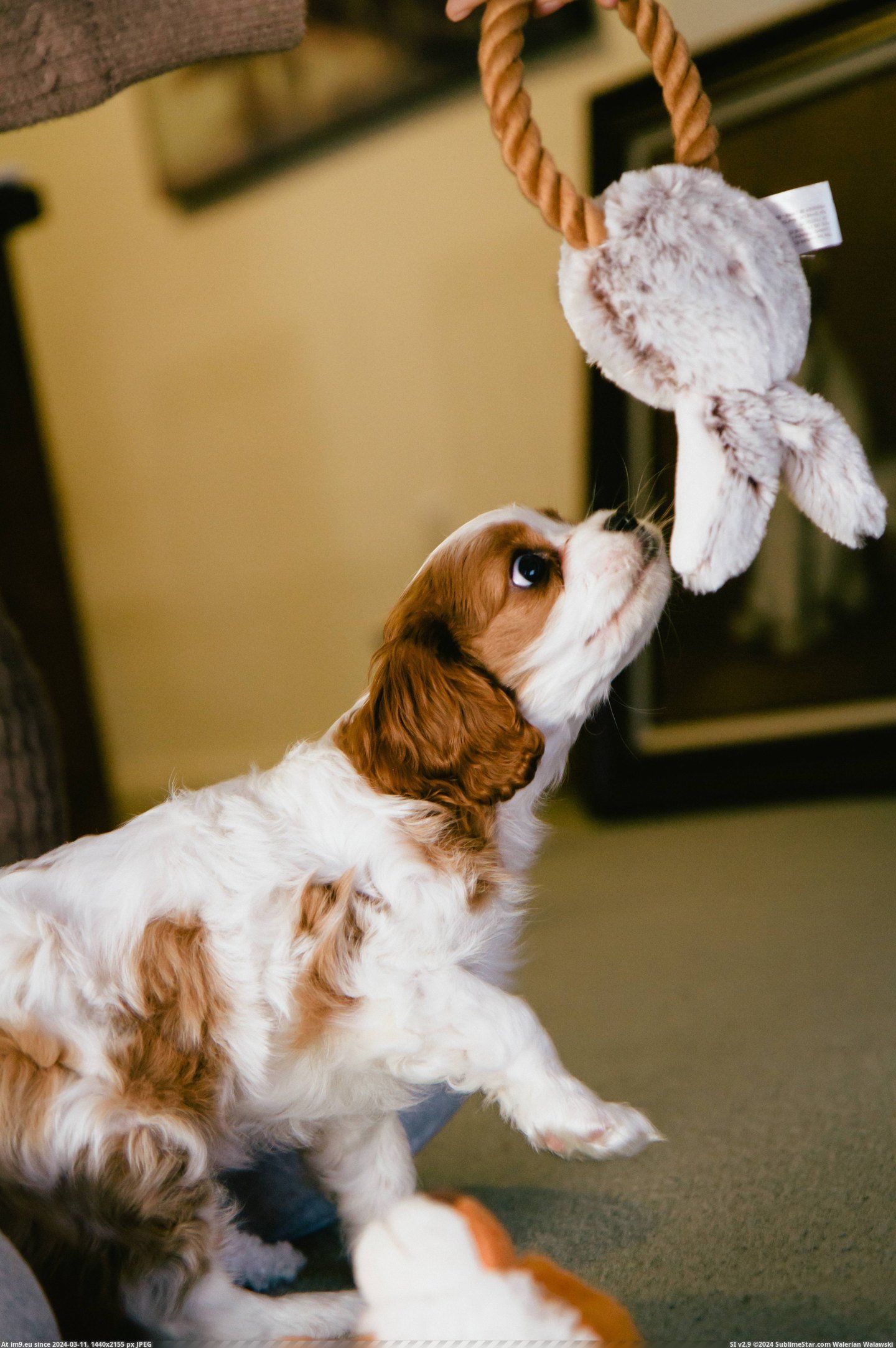 #Old #New #She #Our #Nami #Cavalier #Spaniel #Week #King #Say #Charles [Aww] Please say hello to Nami! She's our new 8-week old Cavalier King Charles Spaniel. 1 Pic. (Изображение из альбом My r/AWW favs))