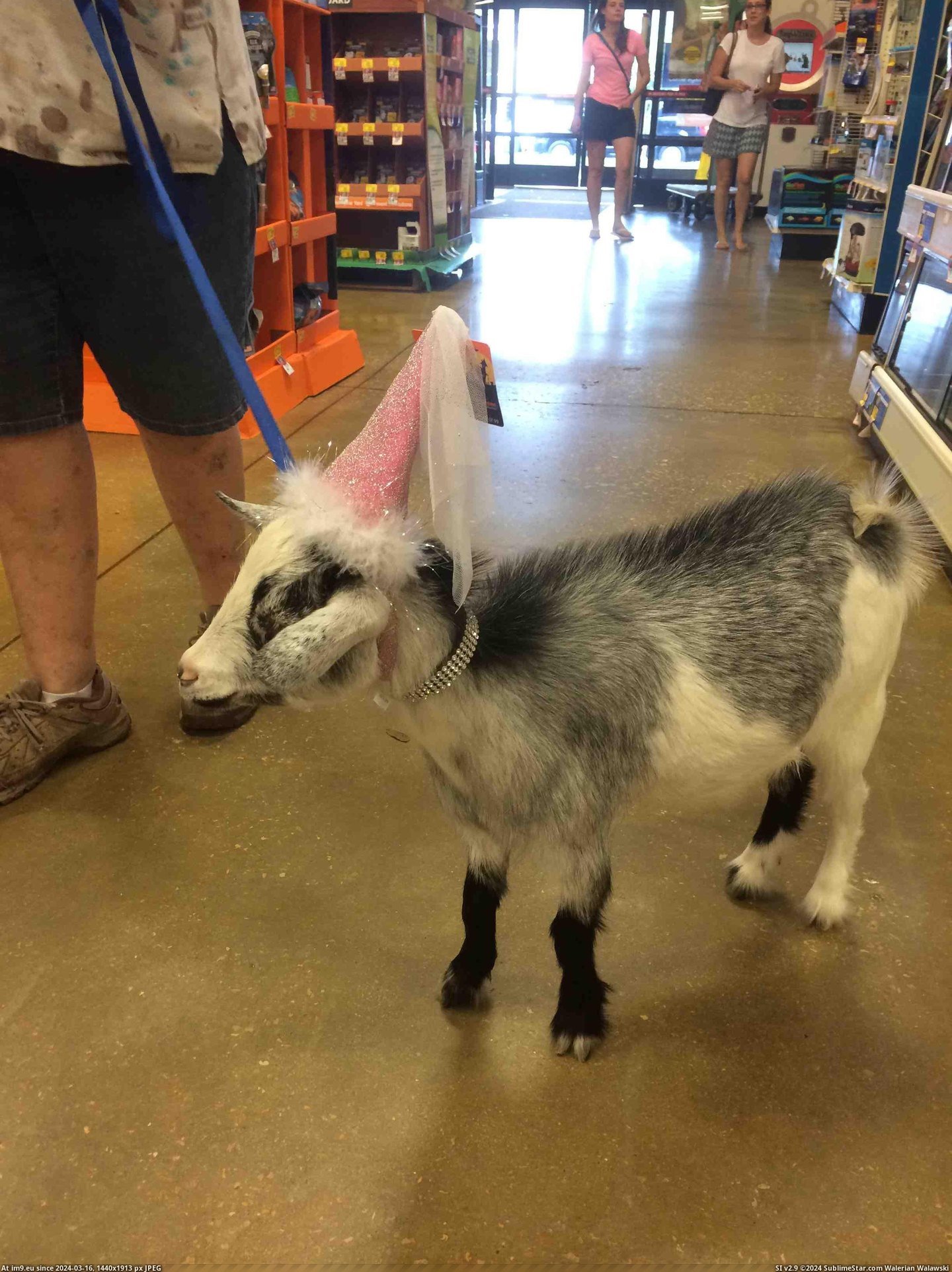 #Saw #Princess #Petsmart #Hat #Goat [Aww] Saw a goat in a princess hat at Petsmart today Pic. (Obraz z album My r/AWW favs))